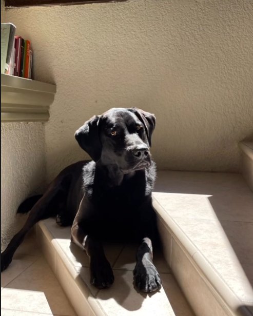 Shark, the Strategy Ladders company dog and Chief Napping Officer